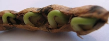 A pole bean that grew in the spring, was not harvested, dried on the plant, and then broke open to reveal resprouting bean seeds inside in late August.