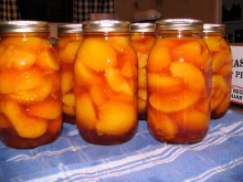 Quarts of Home-Canned Peaches (Coralstar variety)